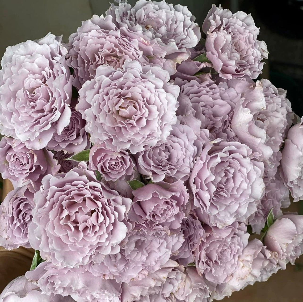 'Libellula' Shrub Rose