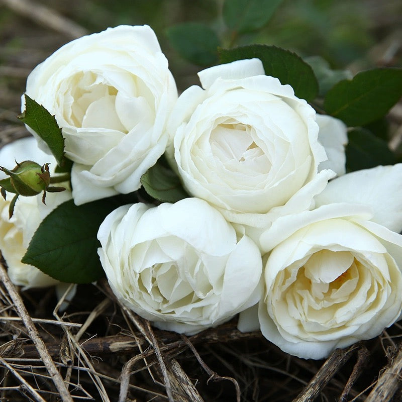 'Yves Wedding Road' Shrub Rose