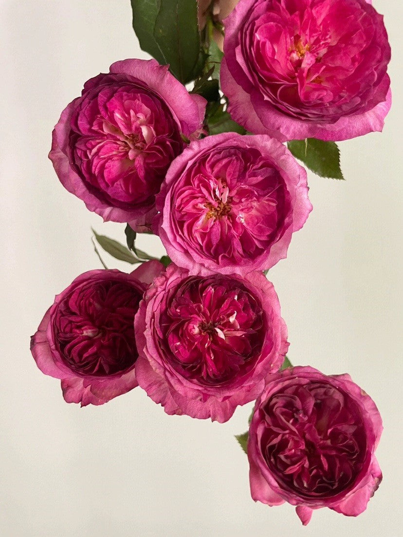 'Thierry Marx' Shrub Rose
