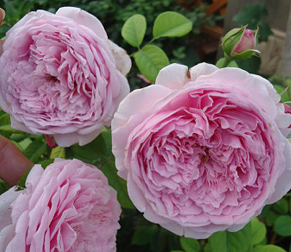 Ausbite - English Climbing Rose Brush Live Plant, 3-5 gallon