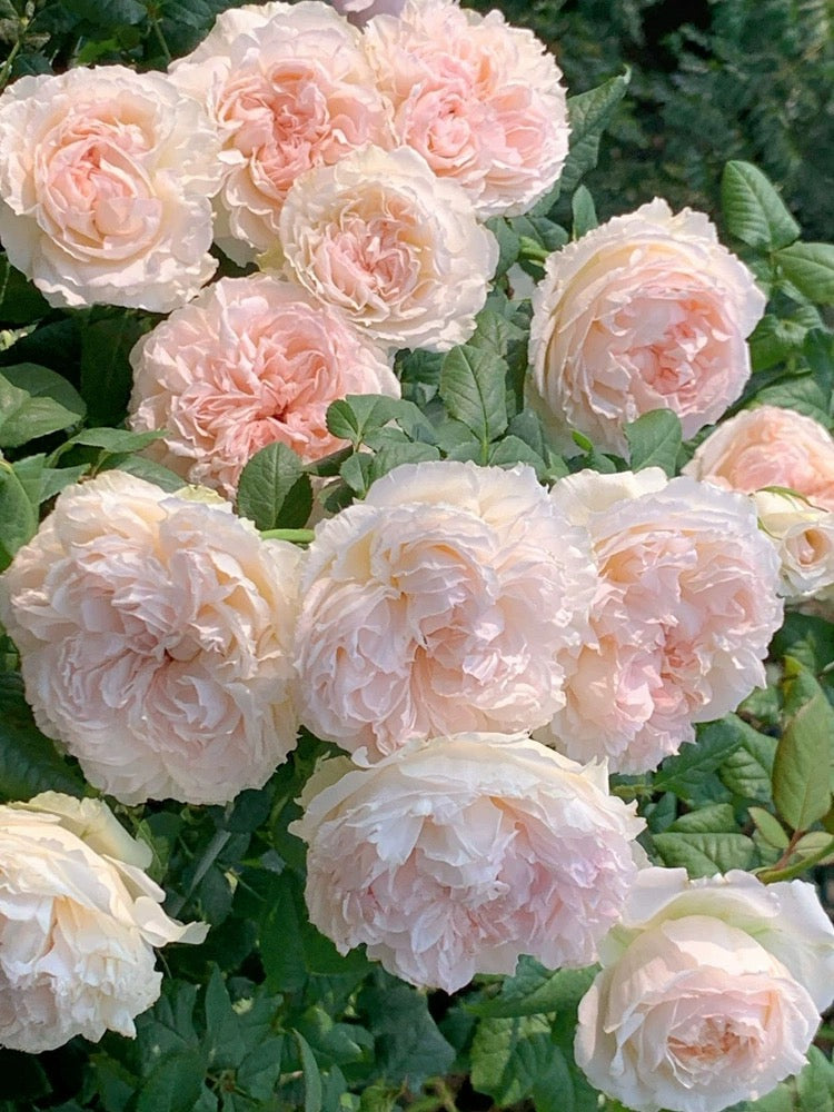'M-Perzik' Shrub Rose