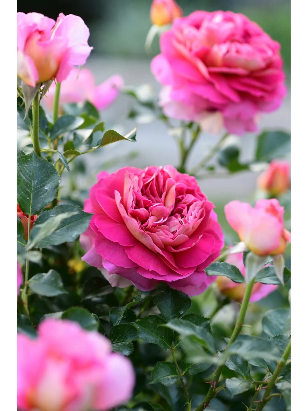 'Esprit de Paris' Shrub Rose