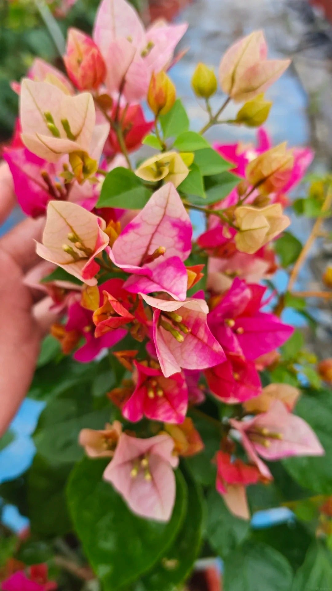 Bougainvillea 'Citra Golden Rao'