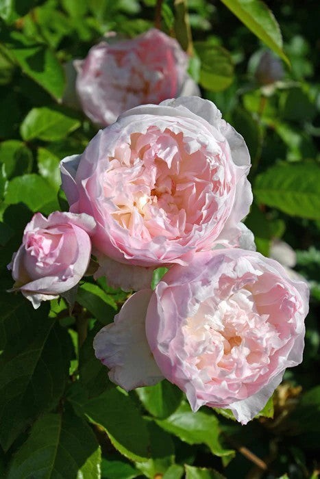 'Le Rire' Shrub Rose
