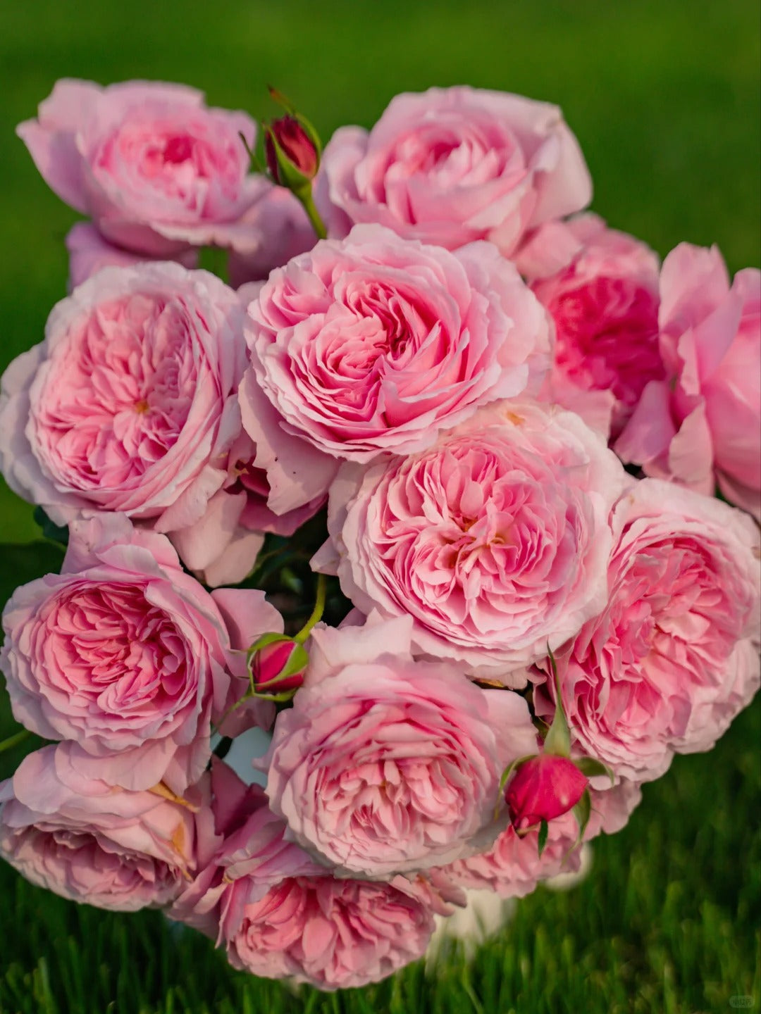 'Hejiao' Shrub Rose