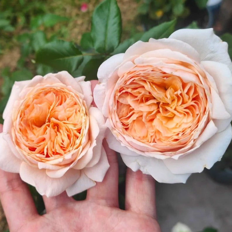 'Yunni' Shrub Rose