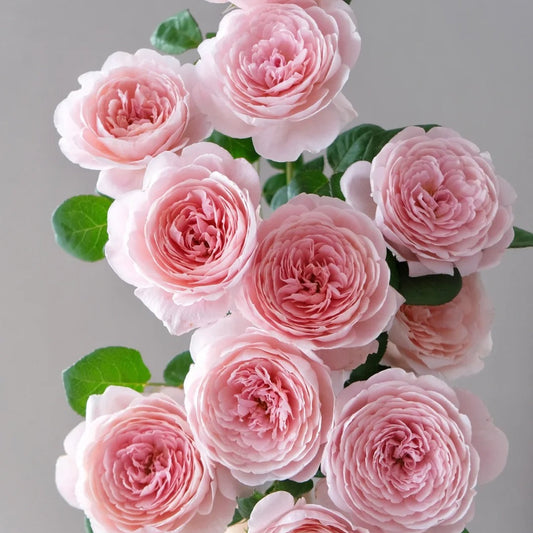 Queen of Sweden® (Austiger) David Austin® Shrub Rose Brush Live Plant, 3-5 gallon