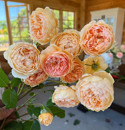 Carding Mill®  (Auswest) David Austin® Shrub Rose Brush Live Plant, 5 gallon