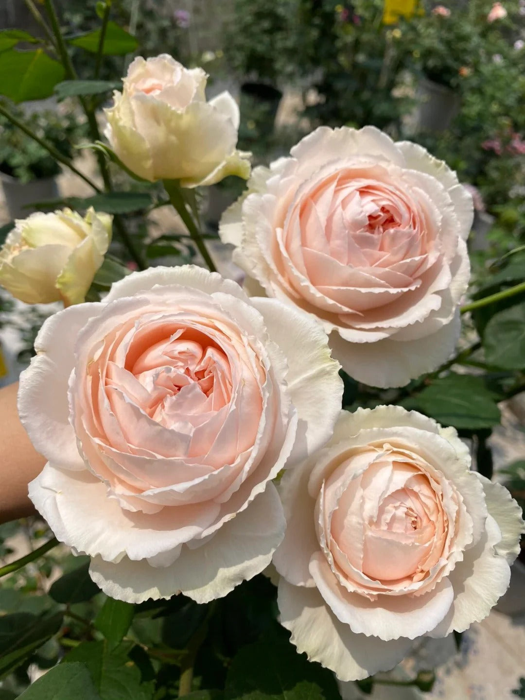 'Yanzi' Shrub Rose