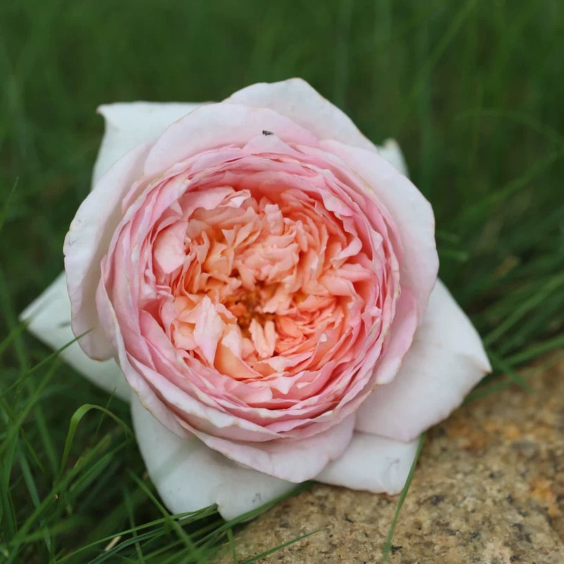 'Fendai' Shrub Rose