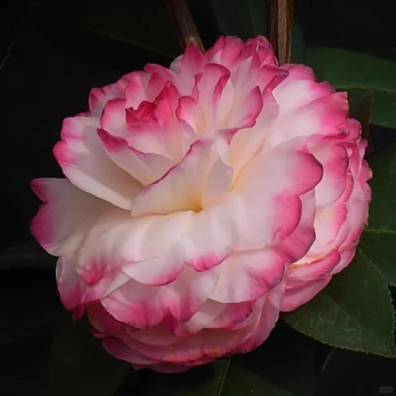 'Yaohuang Weizi' Camellia