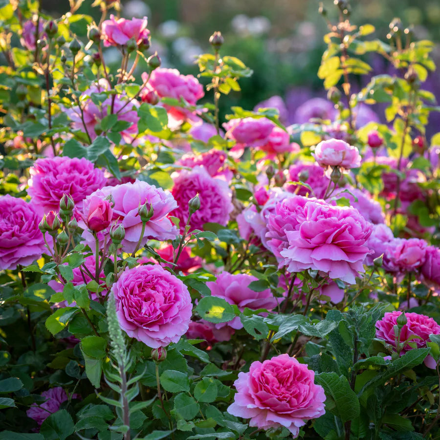 Princess Alexandra of Kent®  (Ausmerchant) David Austin® Shrub Rose Brush Live Plant, 5 gallon