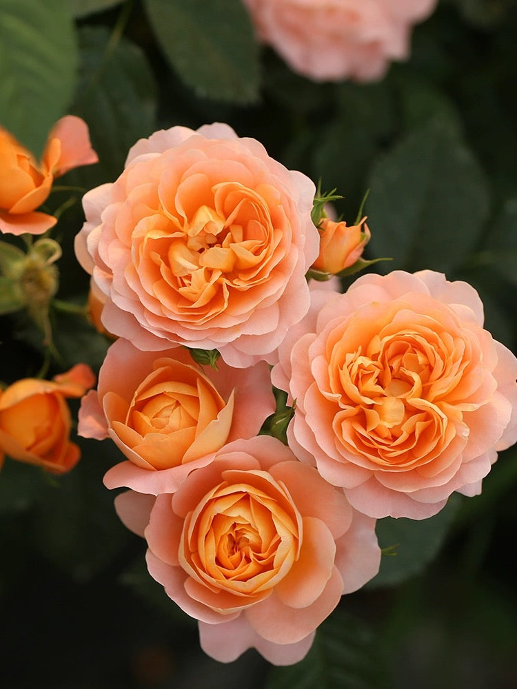 'Juicy Terrazza' Shrub Rose