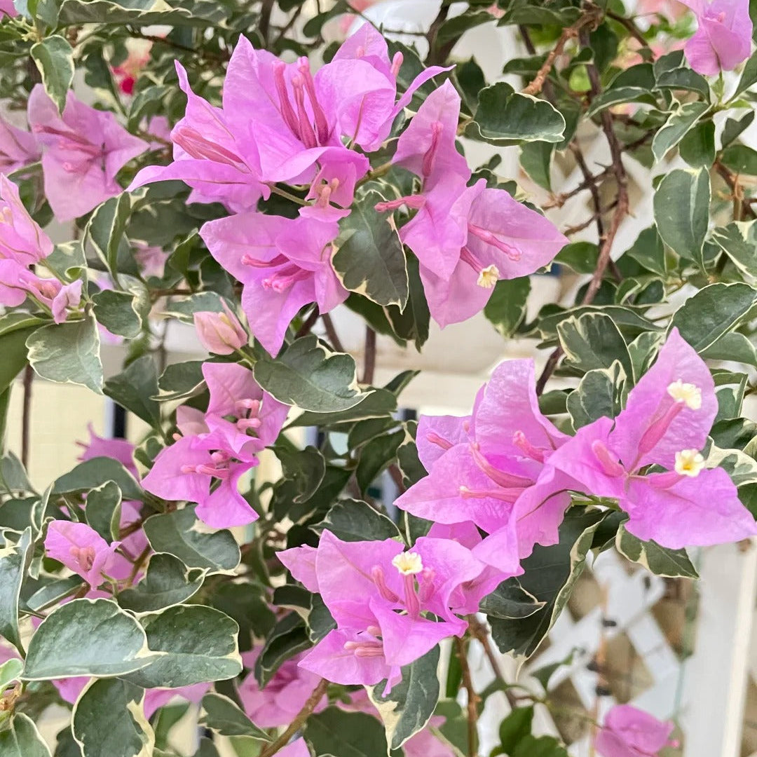 Bougainvillea 'Marlu Variegated'