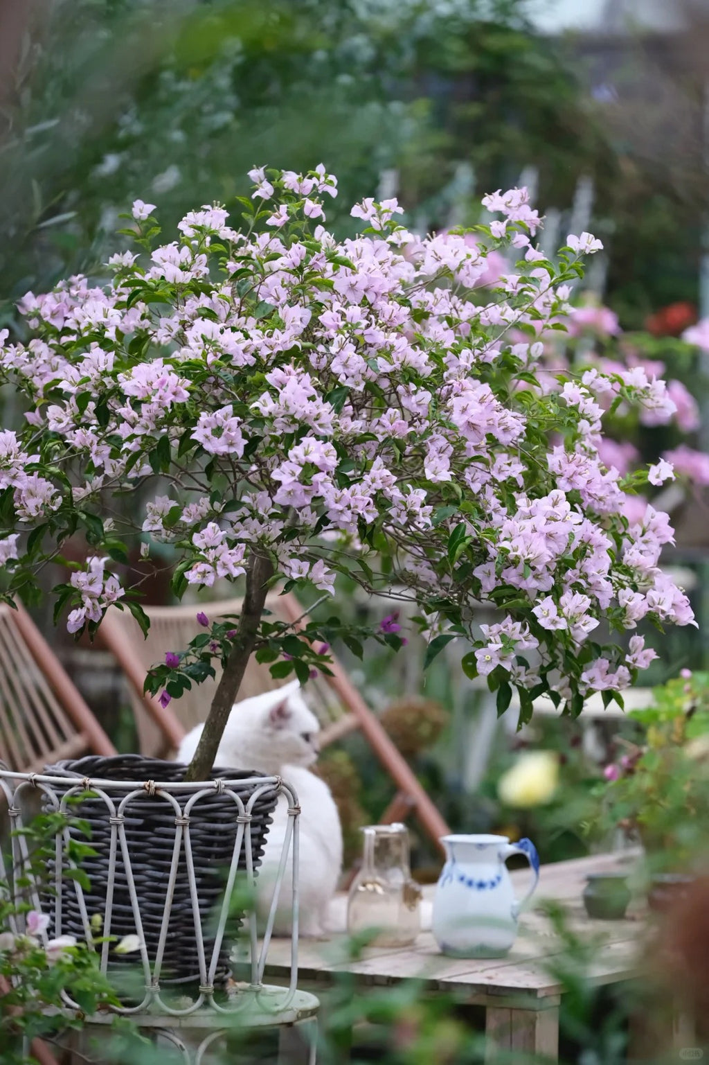 Bougainvillea 'Apple Blossom'