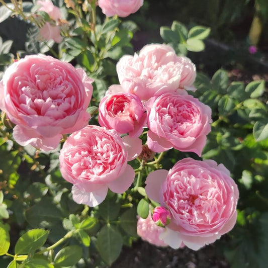 The Alnwick® Rose (Ausgrab) David Austin® Shrub Rose Brush Live Plant, 5 gallon