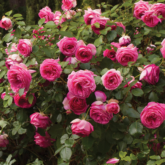 Pretty in Pink Eden Climber® Climbing Rose Brush Live Plant, 5 gallon