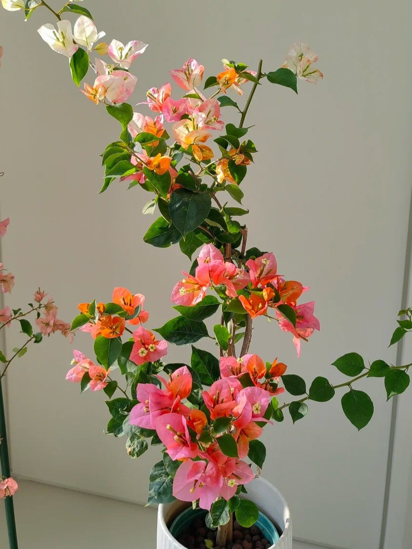 Bougainvillea 'Phoenix'