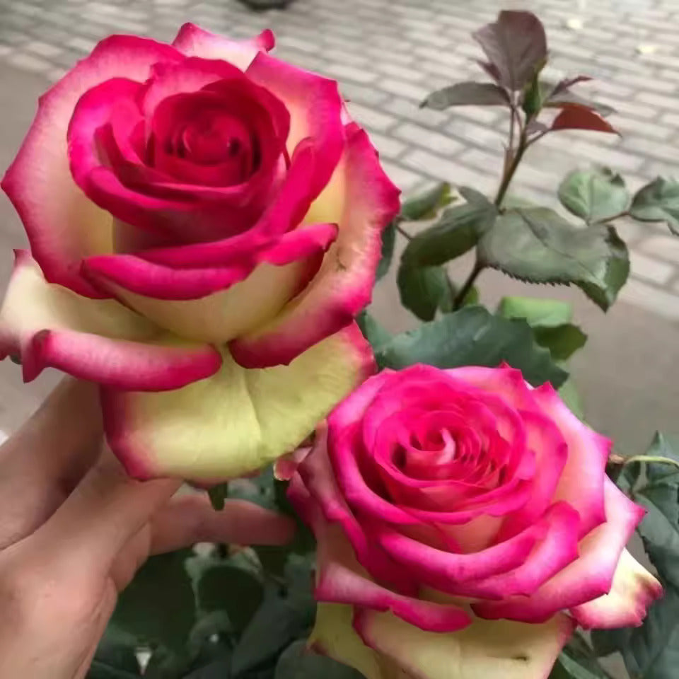 'Florida' Shrub Rose