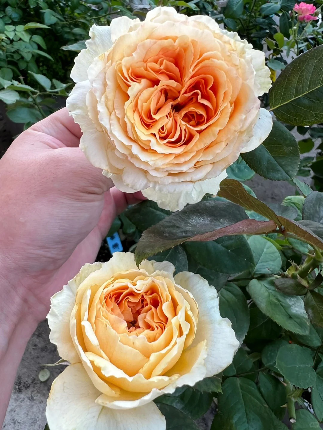 'Lady Capri' Shrub Rose