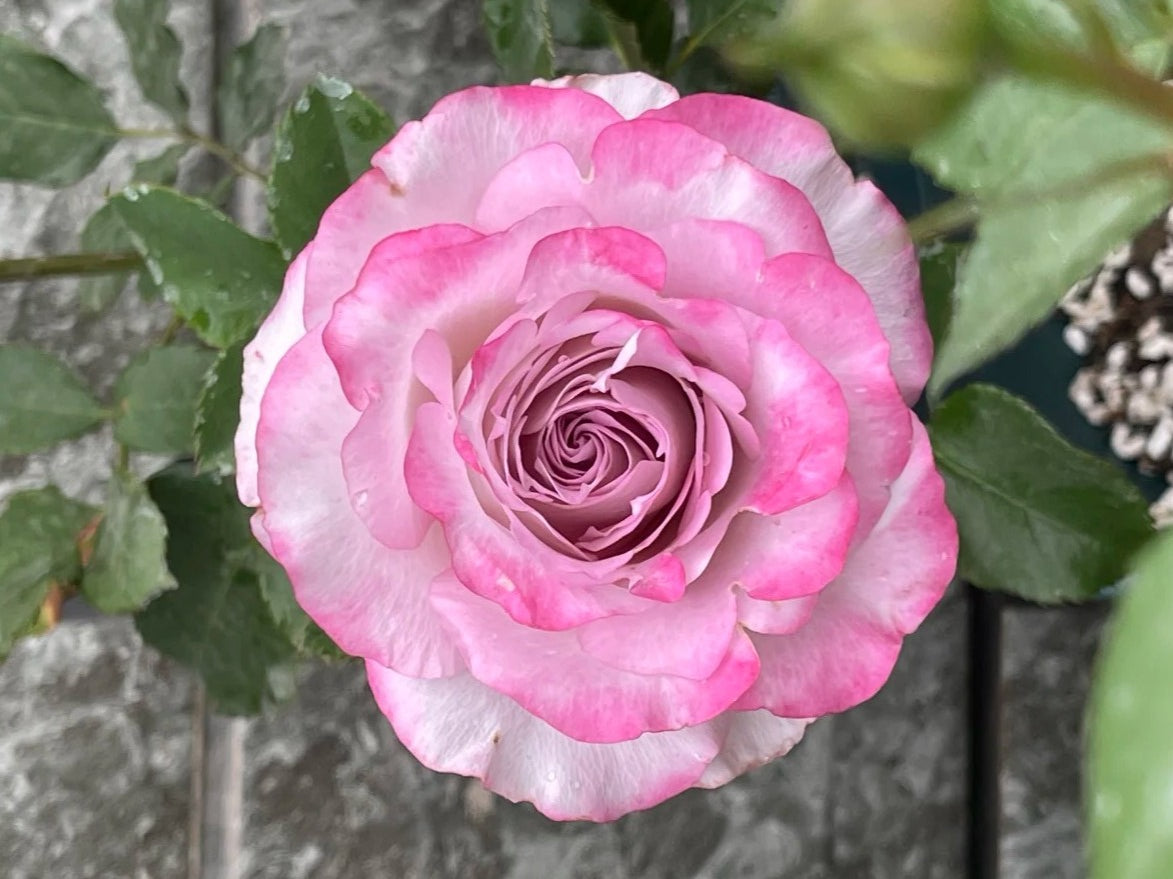 'Glamorous' Shrub Rose
