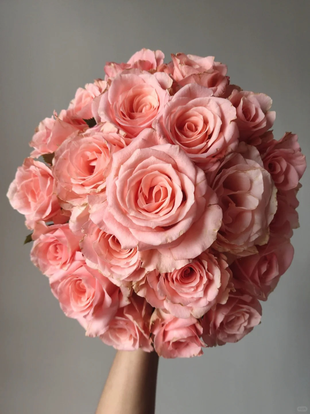 'Martha' Shrub Rose