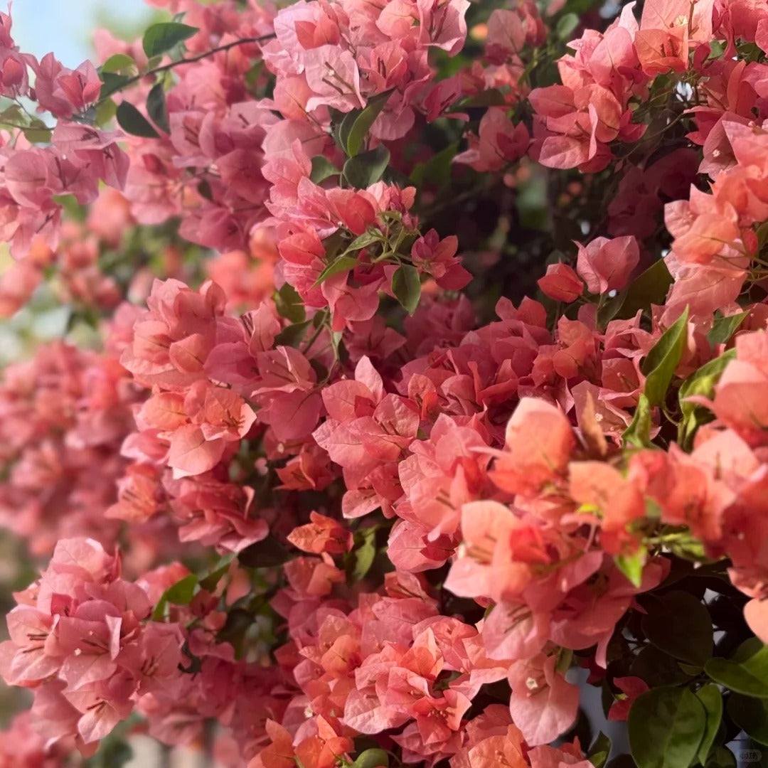 Bougainvillea 'Zinnibar'