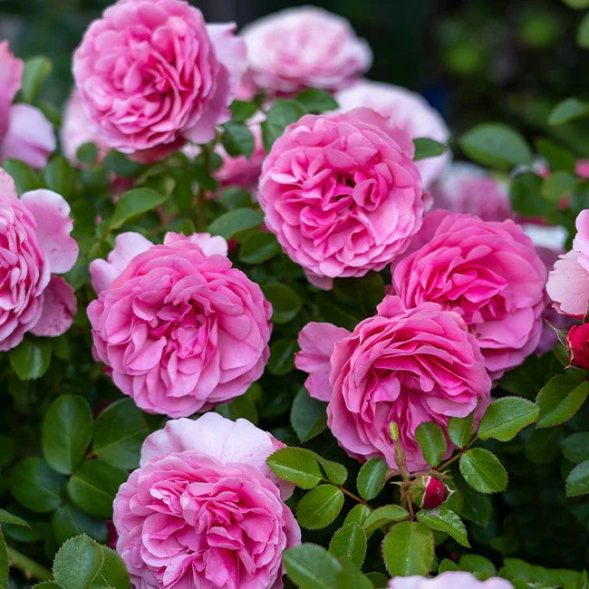 Leonardo da Vinci™ Shrub Rose Brush Live Plant, 5 gallon