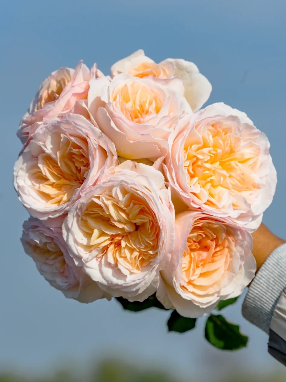 'Yuelongsha' Shrub Rose