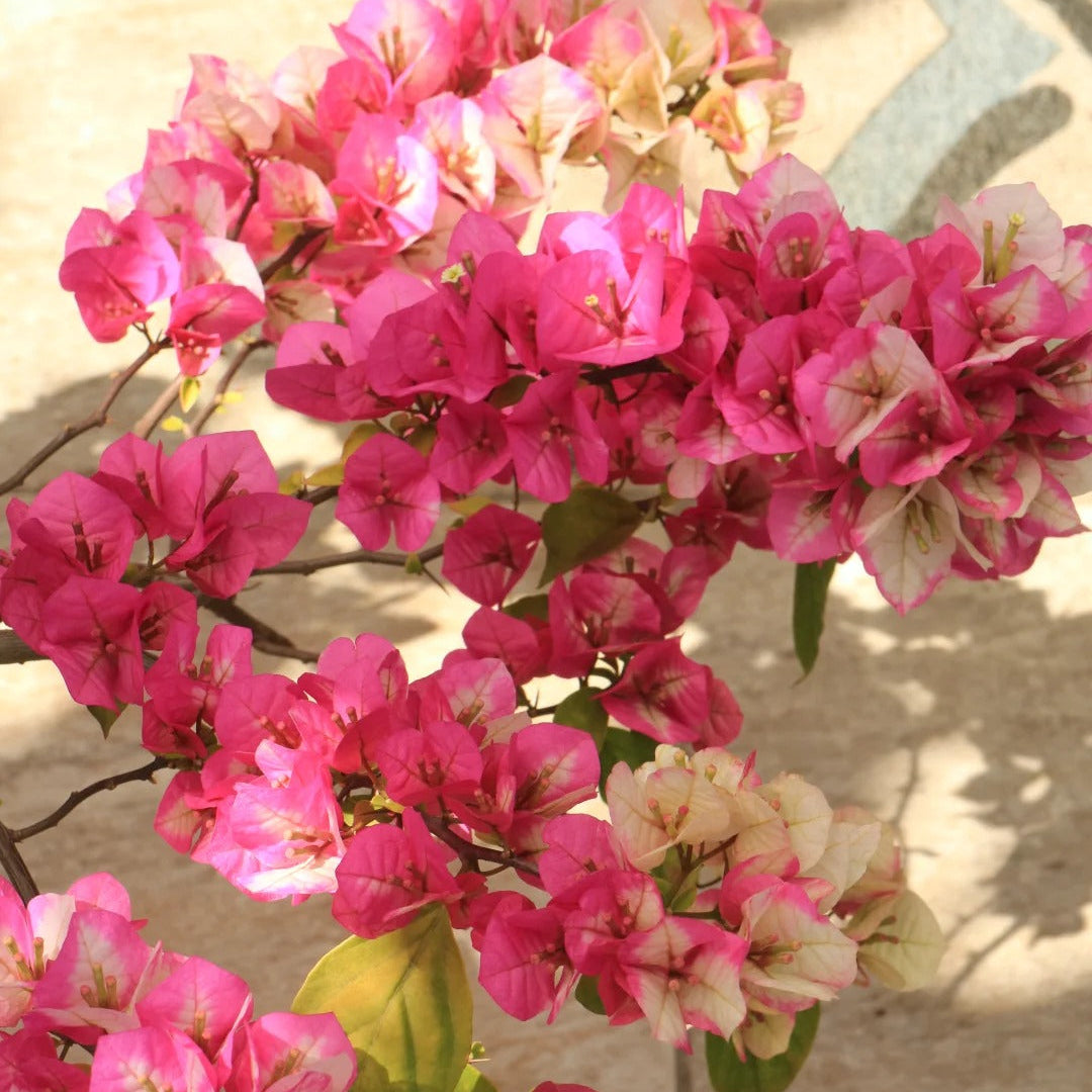 Bougainvillea 'Kelisa'