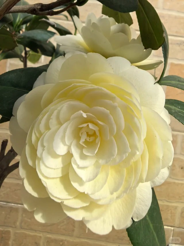 'Dahlohnega' Camellia
