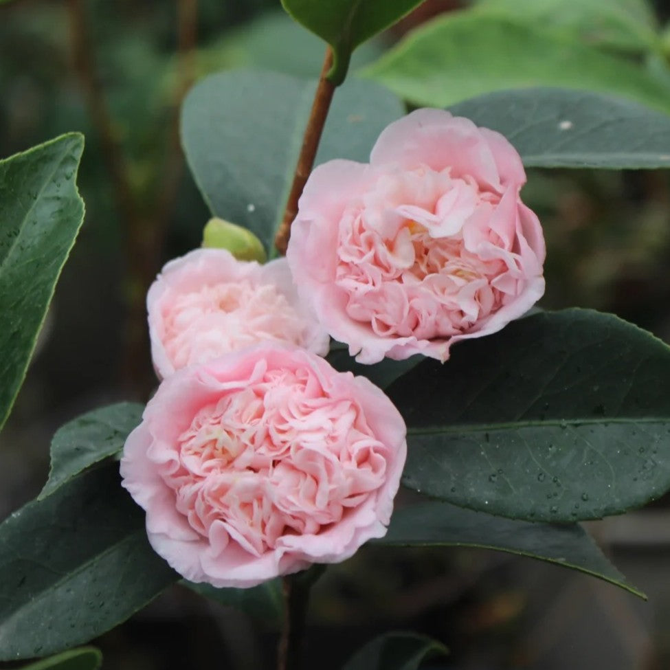 'Rōranka' Camellia