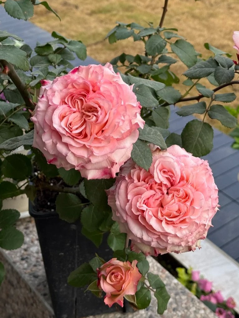 'Butterfly Valley' Shrub Rose
