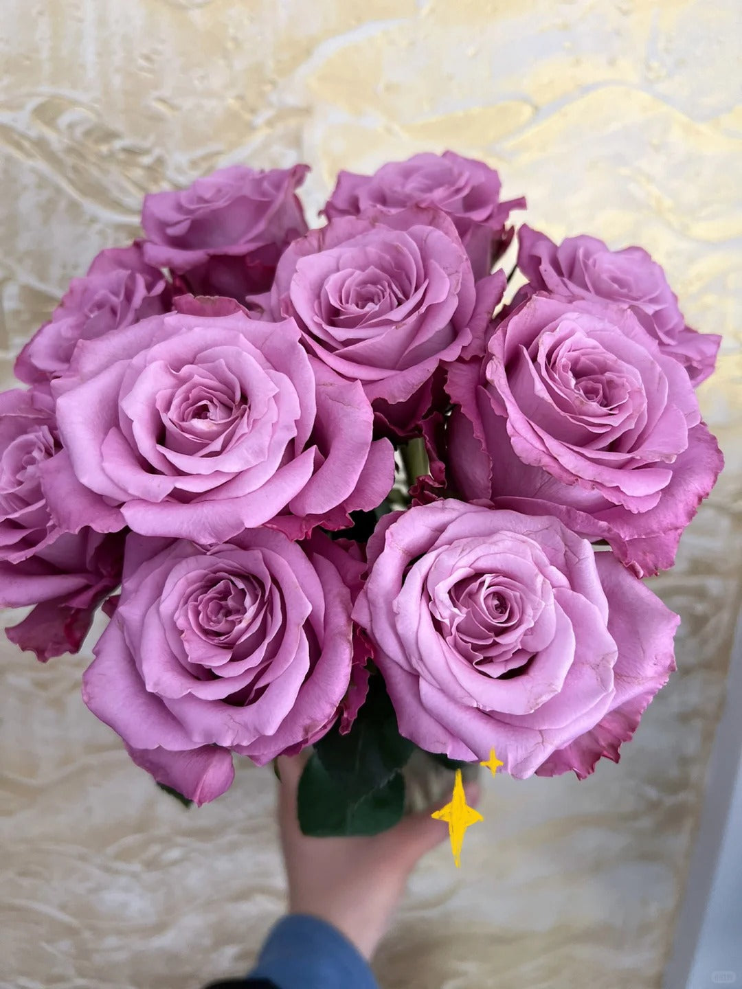 'Maritim' Shrub Rose