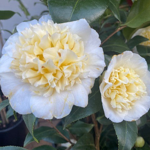 'Brushfield's Yellow' Camellia
