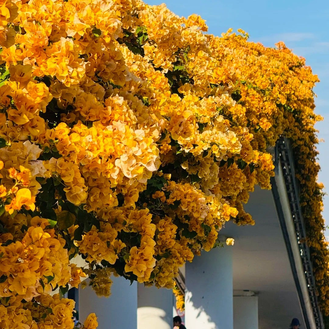 Bougainvillea 'California Gold'