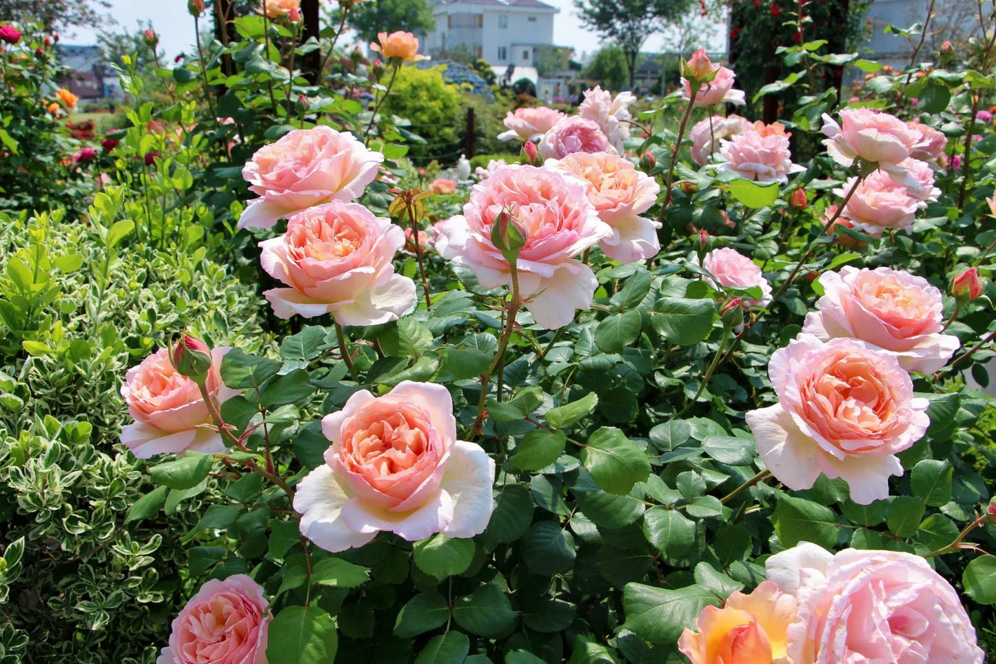 Princesse Charlene de Monaco® Shrub Rose Brush Live Plant, 5 gallon