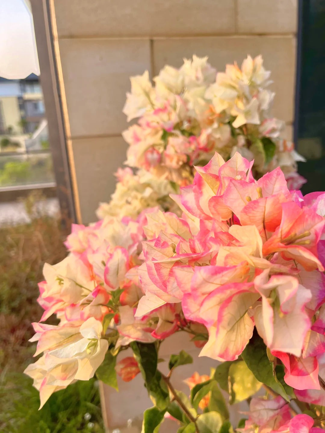 Bougainvillea 'Chitra Golden'
