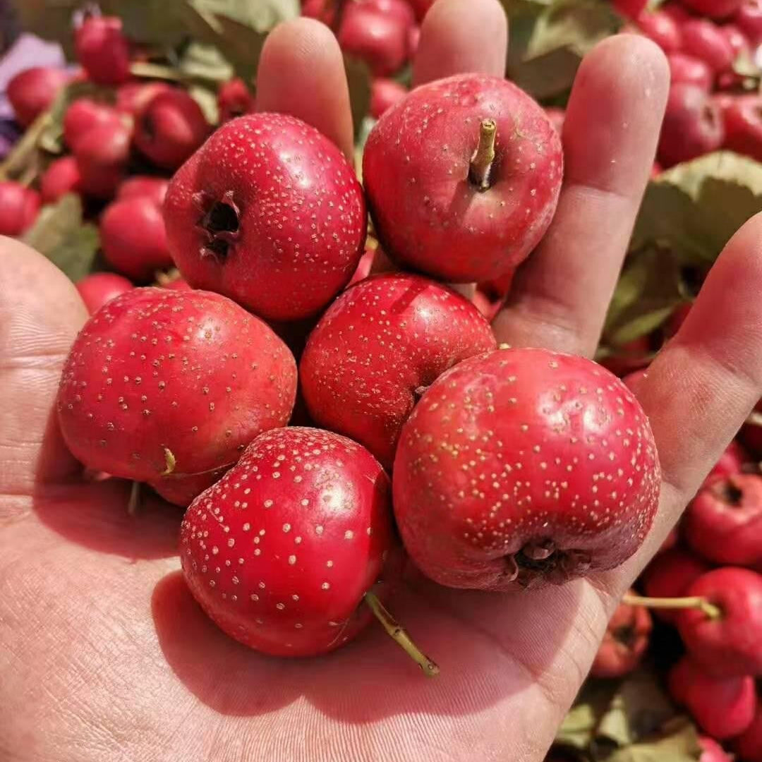 Giant Star Hawthorn Tree