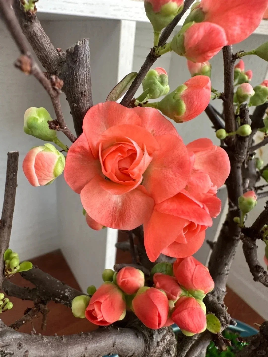 'Chojuraku' Japanese Flowering Quince