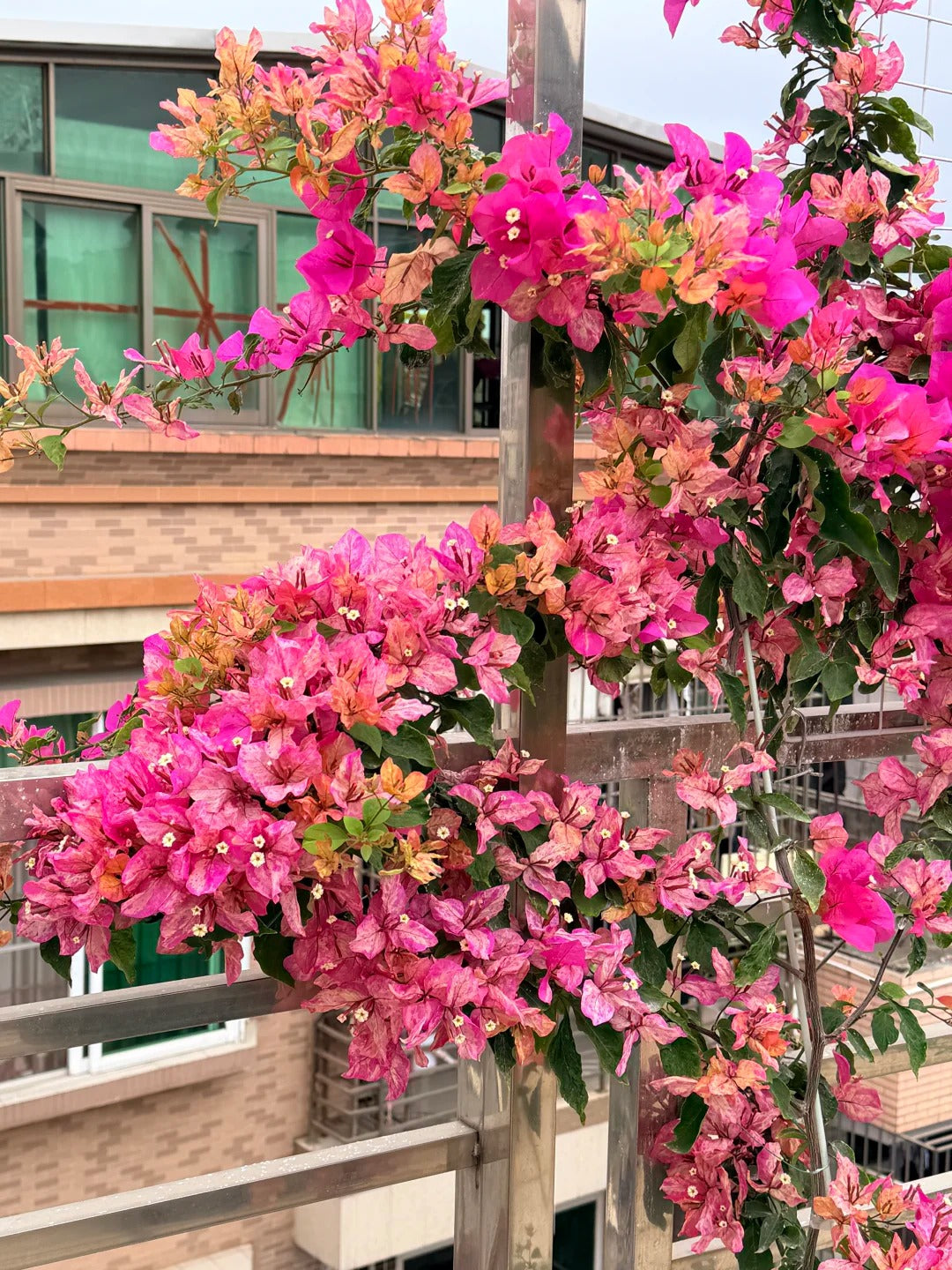Bougainvillea 'Ajuna'