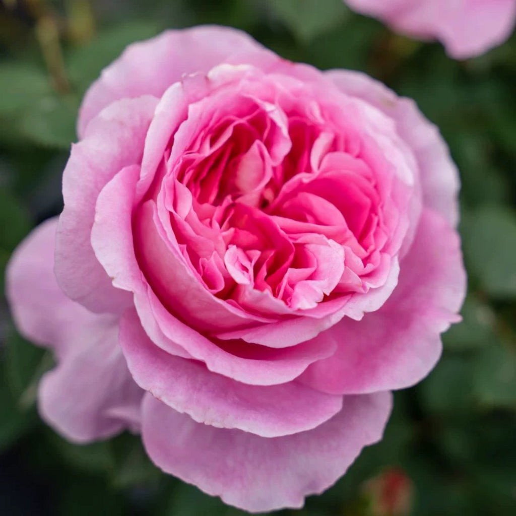 'Qingrou' Shrub Rose