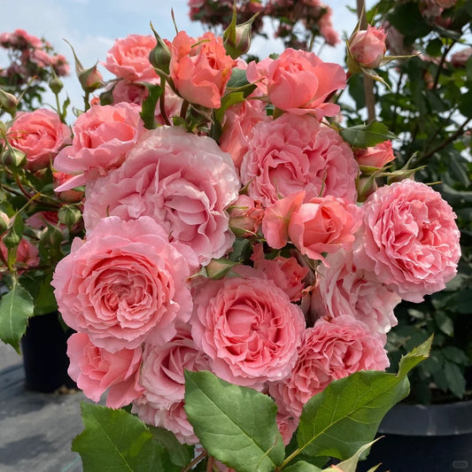 'Corail Gelee' Shrub Rose