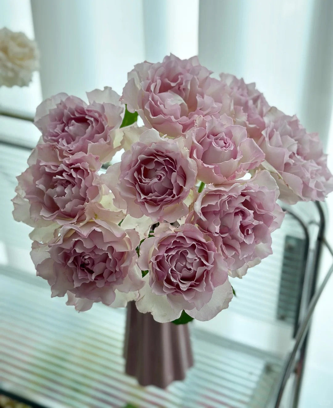 'Lu Ning Xiang' Shrub Rose