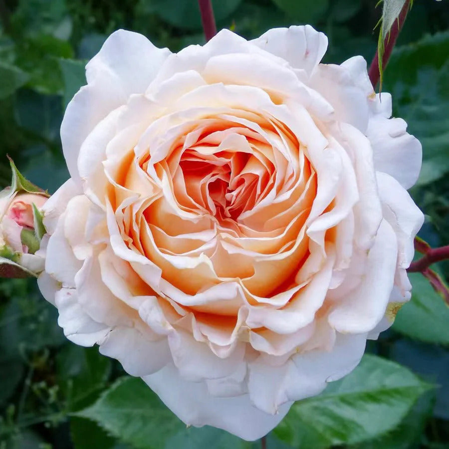 Sespe Sunrise™ Parfuma® Shrub Rose Brush Live Plant, 5 gallon