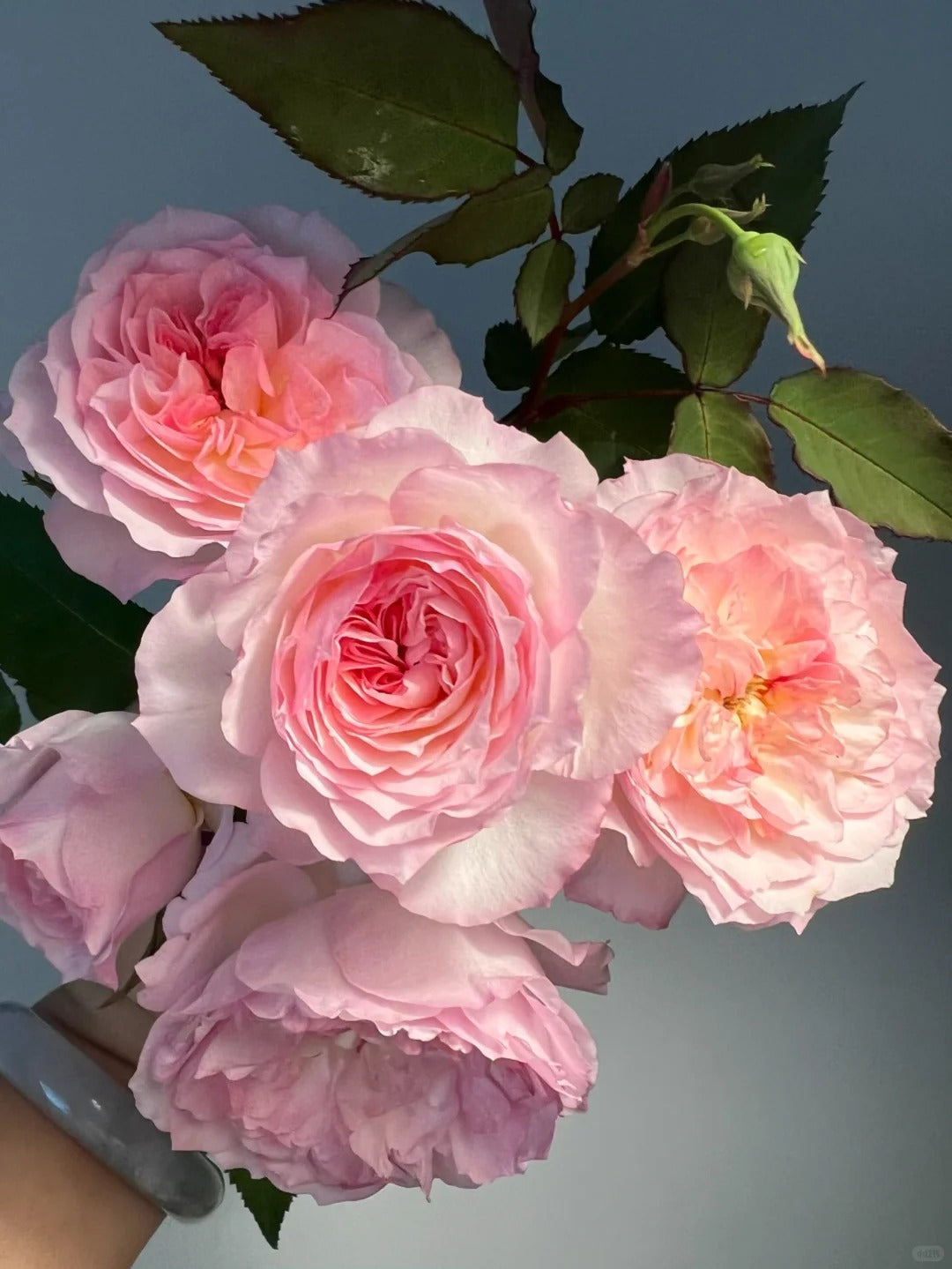 'Zhijin' Shrub Rose
