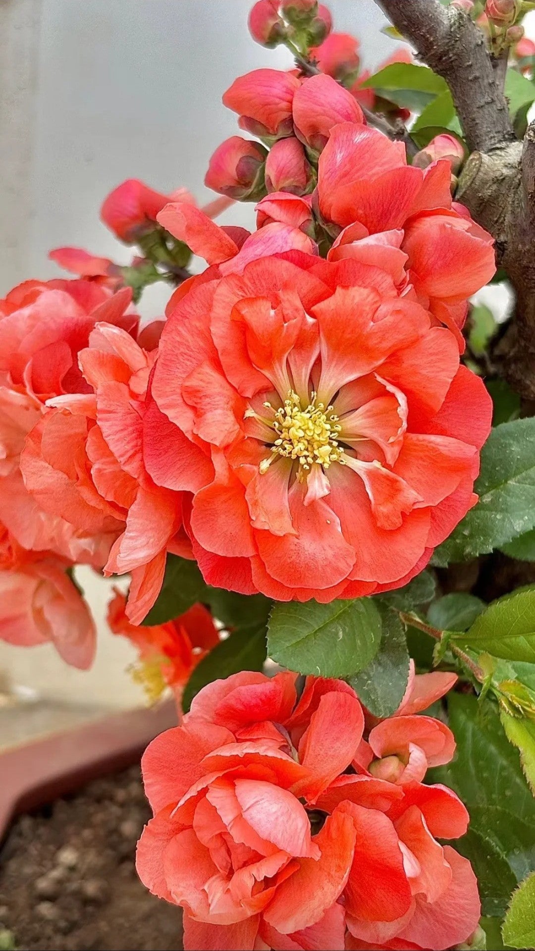'Sekai Ichi' Japanese Flowering Quince