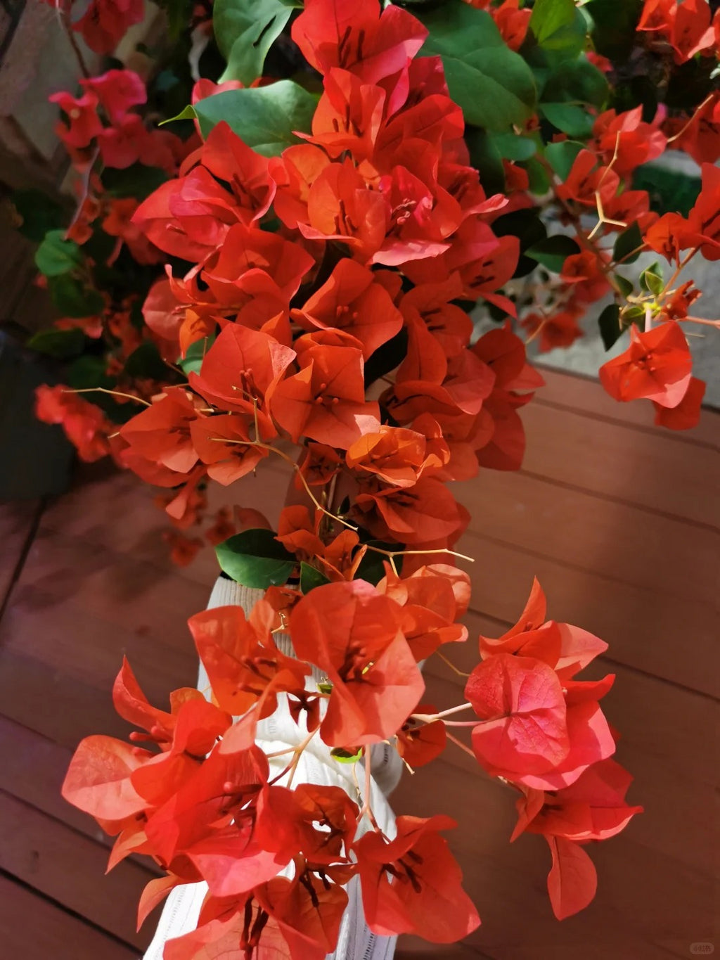 Bougainvillea 'Sundance'