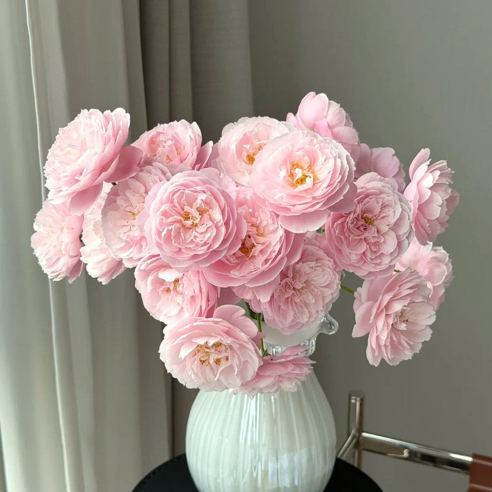 'Plume' Shrub Rose