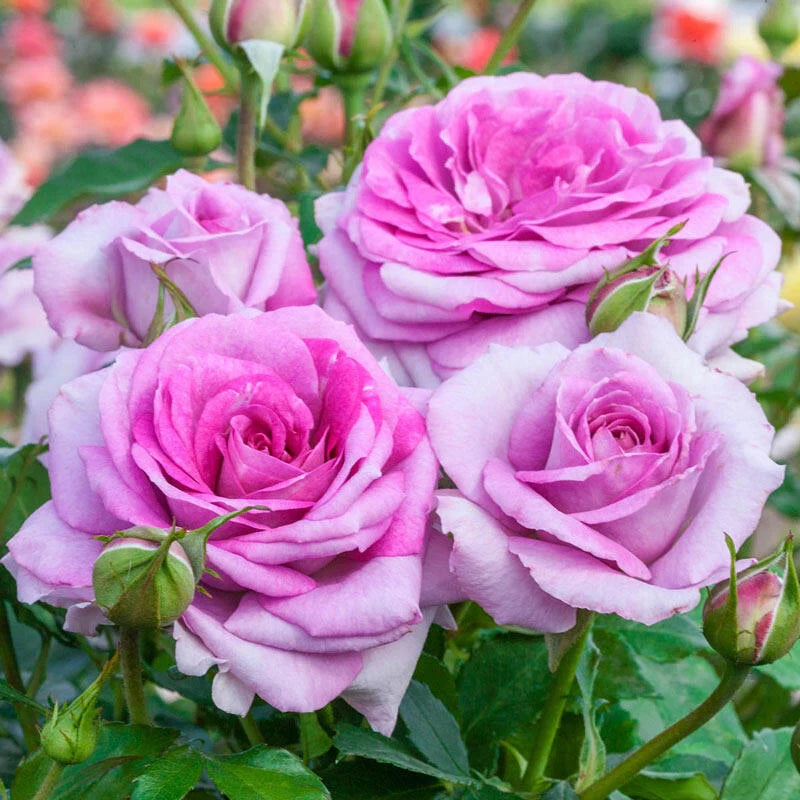 Violet’s Pride™ Shrub Rose Brush Live Plant, 5 gallon